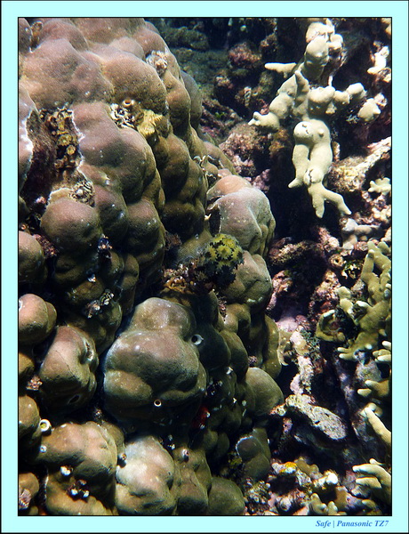 2012 - 07 - Dauin Sanctuary 22